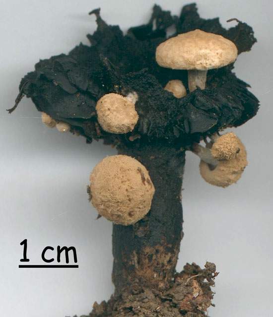 Nyctalis agaricoides